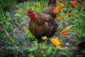 40049667_2166892096685605_4121634008050171904_n