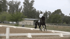 dressageshow1