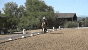 dressageshow2 (1)